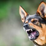 Common Types of Animal Bites and Their Risks