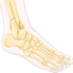 Understanding the Different Types of Ankle Fractures